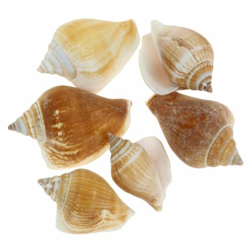 Floristik24 Conchas de caracol Strombus canarium nature 1050g