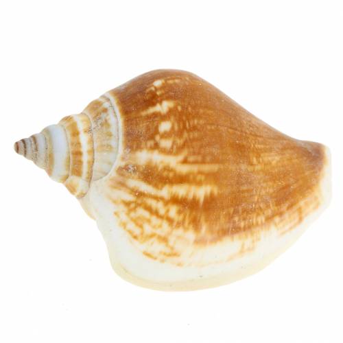Floristik24 Conchas de caracol Strombus canarium nature 1050g