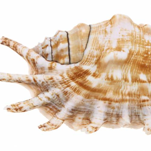 Floristik24 Caracol marinho centopéia natural 11-15cm 10 un
