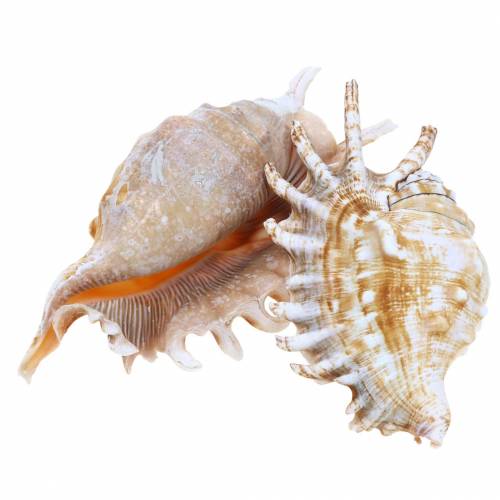 Floristik24 Caracol marinho centopéia natural 11-15cm 10 un