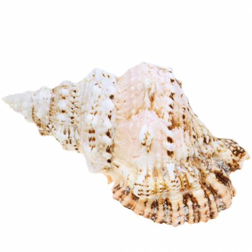 Floristik24 Caracol do mar caracol sapo gigante natureza 18-20cm