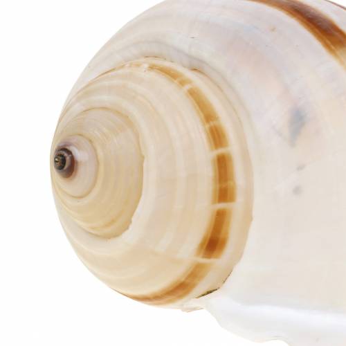 Floristik24 Caracol marinho caracol barril natural 10-12cm 4 un