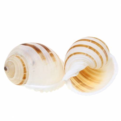 Floristik24 Caracol marinho caracol barril natural 10-12cm 4 un