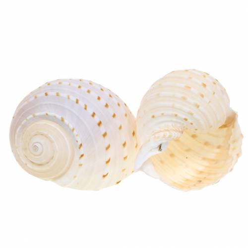 Floristik24 Concha de caracol decorativa Tonna tessellata natural 10-13cm 4 un