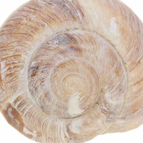 Floristik24 Concha de caracol lavada de branco 24 unidades