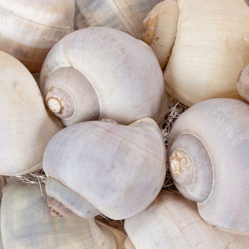 Itens Guirlanda de caracol para pendurar, guirlanda decorativa, estilo marítimo, Nathai, Ø35cm