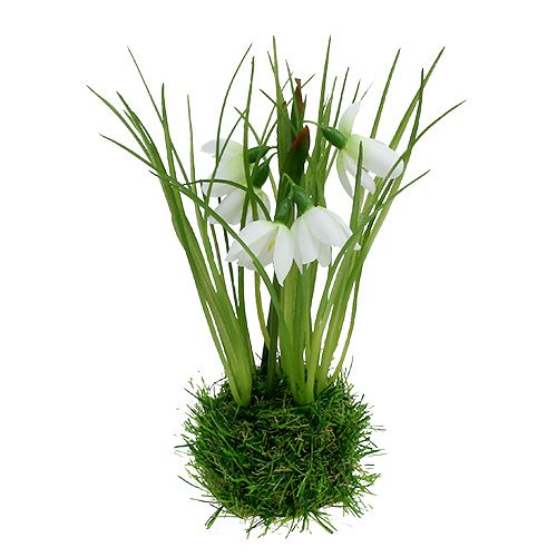 Floristik24 Snowdrop com bola de grama 24cm