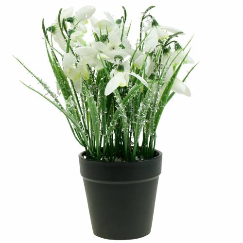 Floristik24 Snowdrops em um pote fosco 25cm