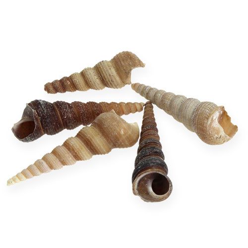 Floristik24 Terebra Turitella 1 kg_pt