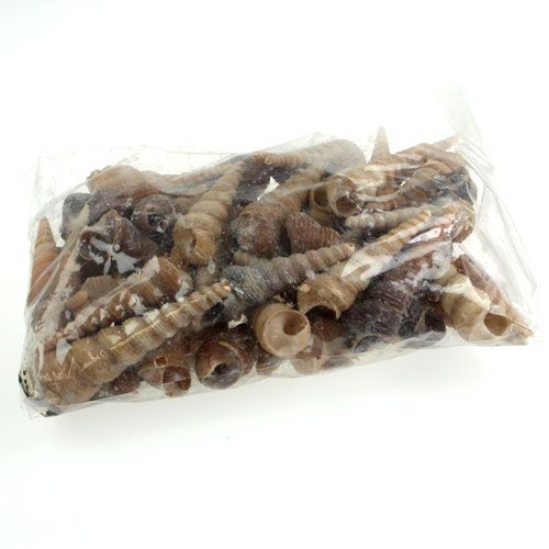 Floristik24 Terebra Turitella 1 kg_pt