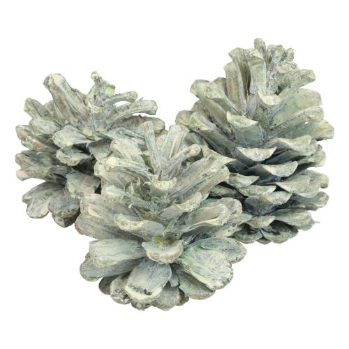 Floristik24 Pinhas pretas decoração natural fosca verde 5–7cm 1kg