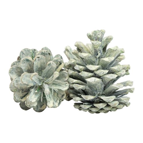 Itens Pinhas pretas decoração natural fosca verde 5–7cm 1kg