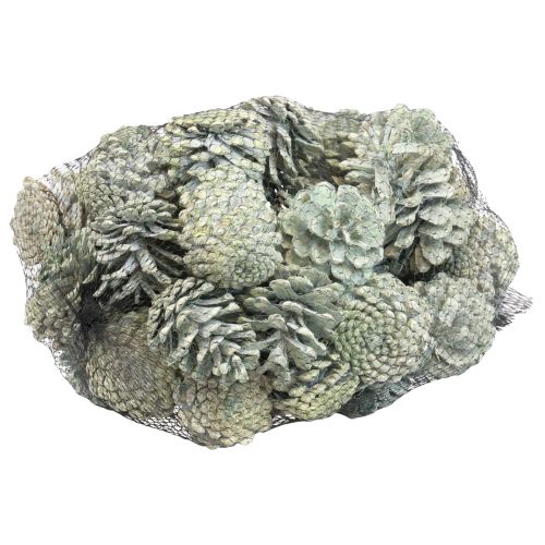 Itens Pinhas pretas decoração natural fosca verde 5–7cm 1kg