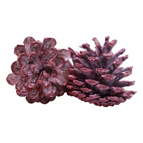 Itens Pinhas pretas decoração natural vermelha fosca 5–7cm 1kg
