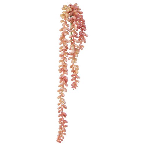 Floristik24 Planta suspensa Sedum &#39;Rubin&#39; – suculenta decorativa e fácil de cuidar 43 cm 3 unidades.