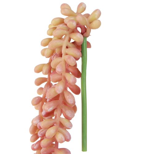 Itens Planta suspensa Sedum 'Rubin' – suculenta decorativa e fácil de cuidar 43 cm 3 unidades.