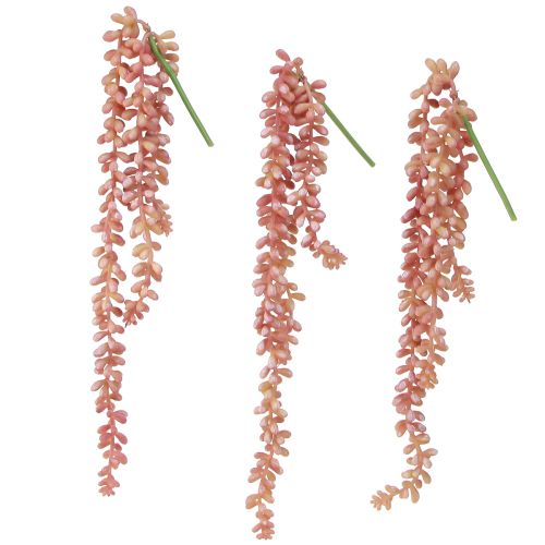 Itens Planta suspensa Sedum 'Rubin' – suculenta decorativa e fácil de cuidar 43 cm 3 unidades.