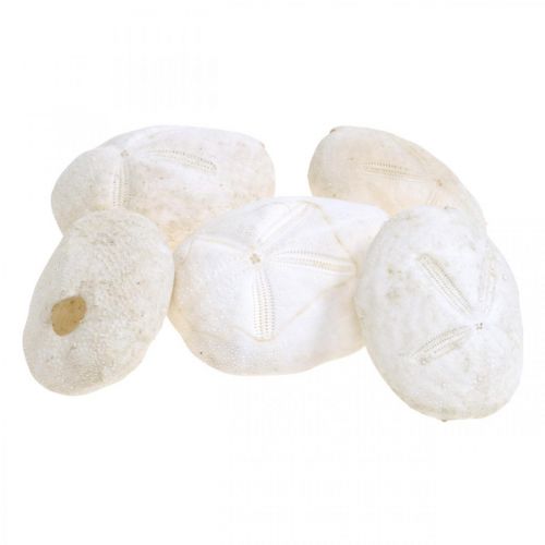Floristik24 Ouriço-do-mar branco, decoração natural marítima 4cm-6cm 25 un