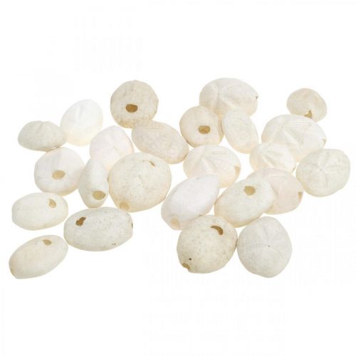 Floristik24 Ouriço-do-mar branco, decoração natural marítima 4cm-6cm 25 un