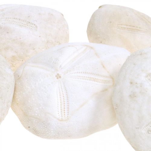 Floristik24 Ouriço-do-mar branco, decoração natural marítima 4cm-6cm 25 un