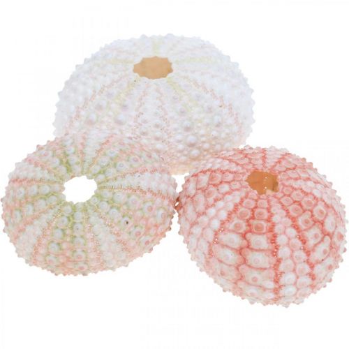 Floristik24 Decoração de ouriço-do-mar marítimo rosa, branco, verde decoração de verão 12 unidades