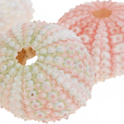Floristik24 Decoração de ouriço-do-mar marítimo rosa, branco, verde decoração de verão 12 unidades