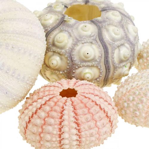 Floristik24 Decoração marítima ouriço-do-mar mistura rosa, branco, verde caixa de 20 peças