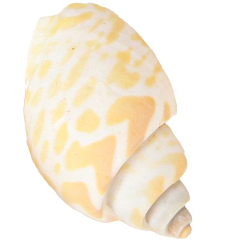 Itens Caracóis marinhos conchas naturais de caracóis marítimos 2–4 cm 300 g