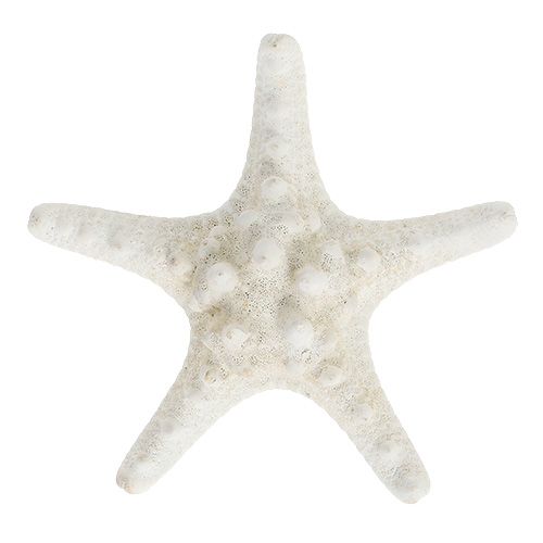 Floristik24 Estrela do mar 9cm - 11cm branca 20 un