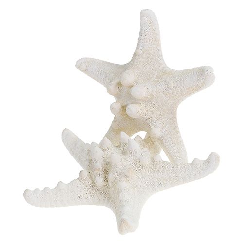 Floristik24 Estrela do mar 9cm - 11cm branca 20 un