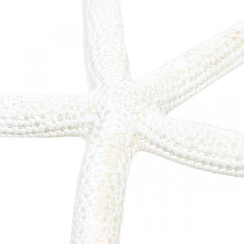 Itens Estrela do mar decoração branca, artigos naturais, decoração marítima 10-12cm 14p
