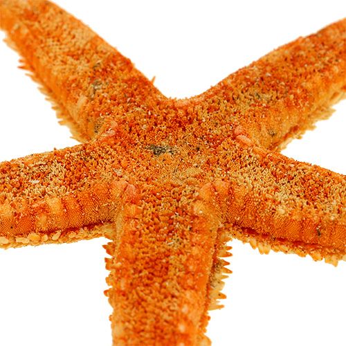 Floristik24 Estrela do mar seca 8cm - 10cm 10 unid.