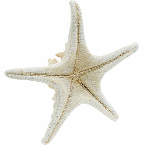 Floristik24 Estrela do mar natural 12-16cm 8 unid.