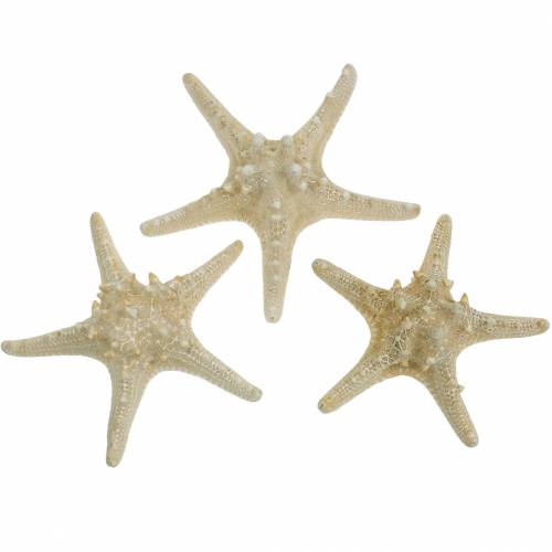 Floristik24 Natureza estrela do mar 12-16cm 8pcs