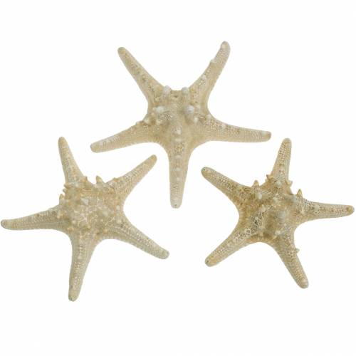Floristik24 Estrela do mar natural 12-16cm 8 unid.
