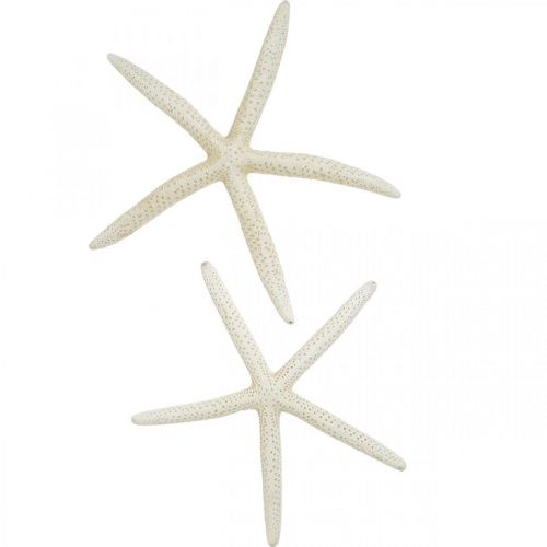 Decoração estrela do mar branca, decoração do mar 15-17cm 10 unidades
