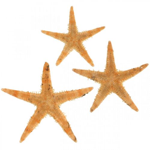 Floristik24 Decoração de dispersão de estrela do mar decoração de casa mini estrela do mar natureza 2-4 cm 50p