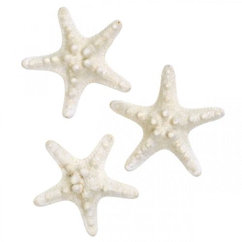 Itens Decoração de estrela do mar branca, estrela do mar seca para artesanato 7-11 cm 15 peças