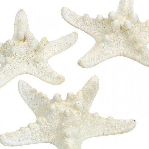 Itens Estrela do mar decoração branca, estrela do mar seca para artesanato 7-11cm 15p