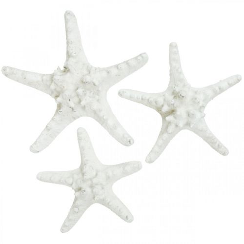 Floristik24 Decoração de estrela do mar grande estrela do mar cravejada branca seca 15-18 cm 10 unidades