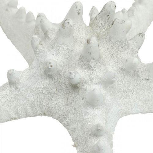 Itens Decoração de estrela do mar grande estrela do mar cravejada branca seca 15-18 cm 10 unidades