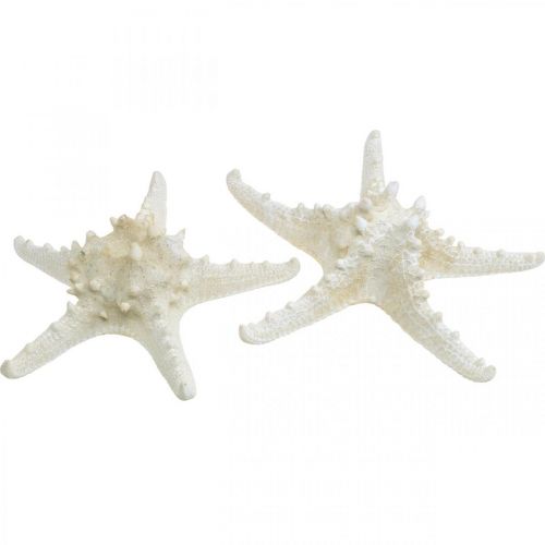 Itens Estrela do mar decorativa grande estrela do mar branca seca 19-26 cm 5 un