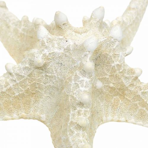 Itens Estrela do mar Deco grande estrela do mar branca seca 19-26 cm 5 peças