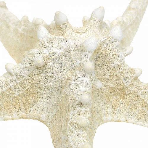 Itens Estrela do mar decorativa grande estrela do mar branca seca 19-26 cm 5 un