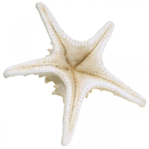 Itens Estrela do mar decorativa grande estrela do mar branca seca 19-26 cm 5 un