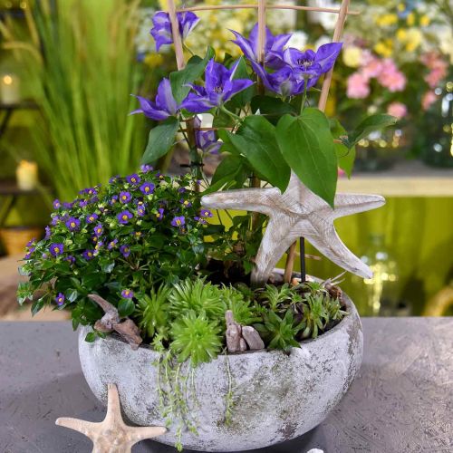 Floristik24 Estrela do mar para colocar, decoração em madeira marítima cor natural, branco H23,5cm