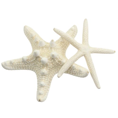 Floristik24 Creme Starfish 8cm - 10cm 8pcs