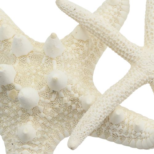 Itens Creme Starfish 8cm - 10cm 8pcs