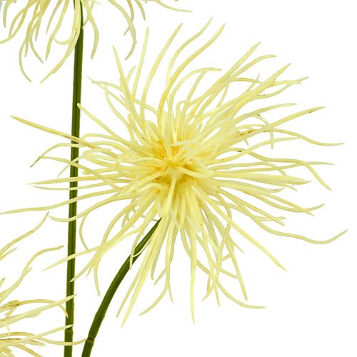 Floristik24 Flores de seda xanthium creme 63cm 4 unidades