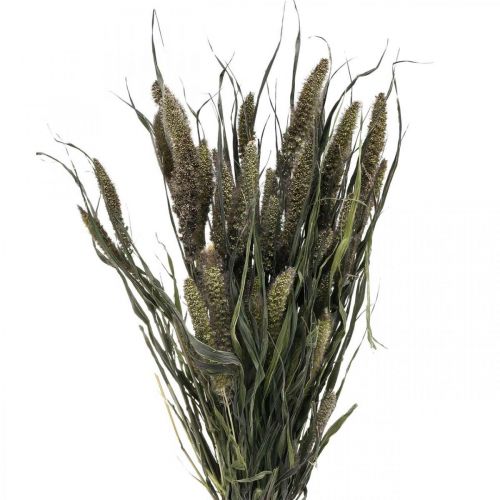 Floristik24 Flores secas Setaria Antracite Cerdas Naturais Cacho 100g